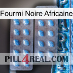 African Black Ant viagra4